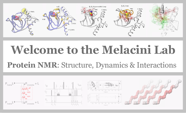 Welcome to the Melacini Lab
